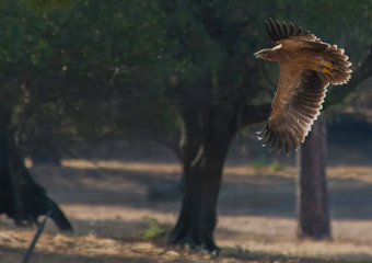 Aguila - Foto de Fundación Migres