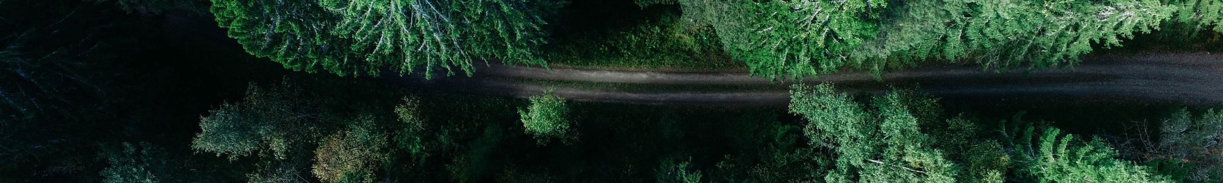 Árboles y carretera