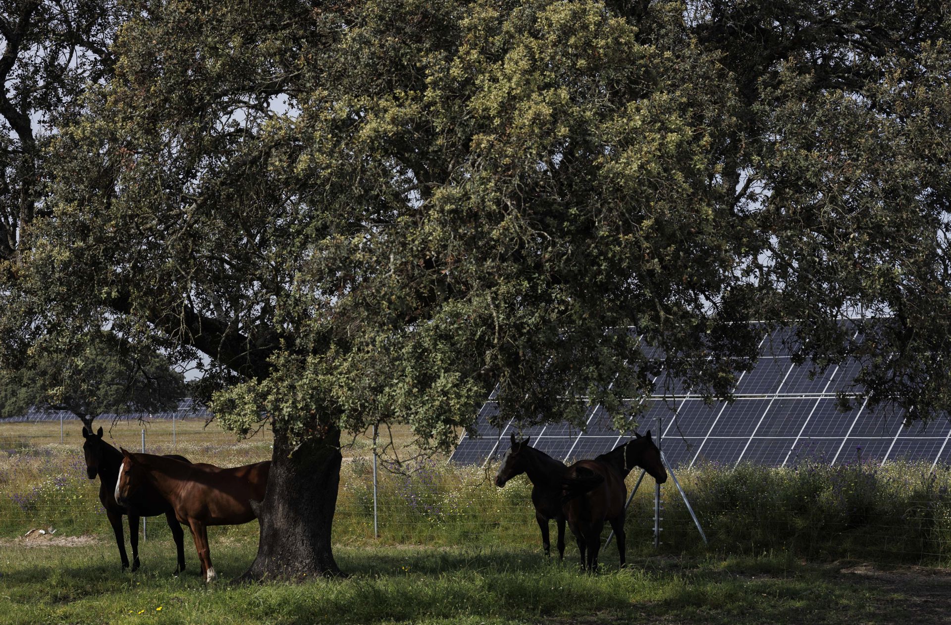 Planta fotovoltaica Talayuela II
