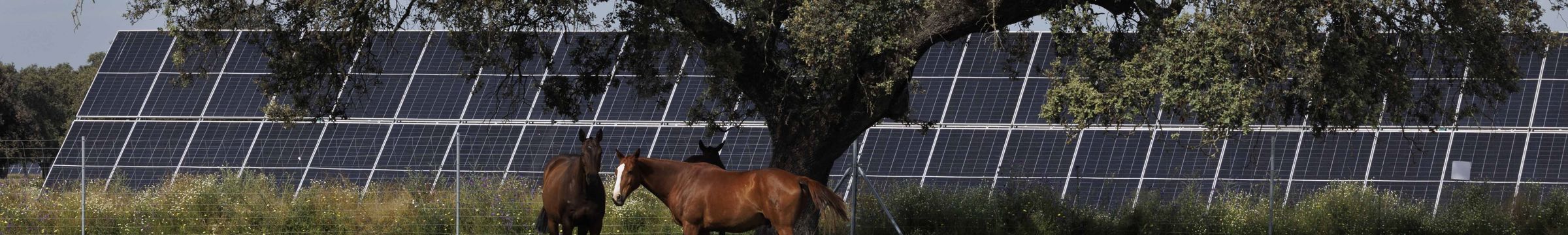 Caballos junto a planta solar Talayuela II