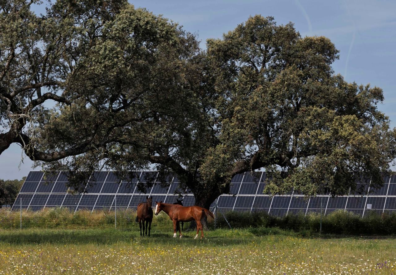 Planta solar Talayuela II caballos