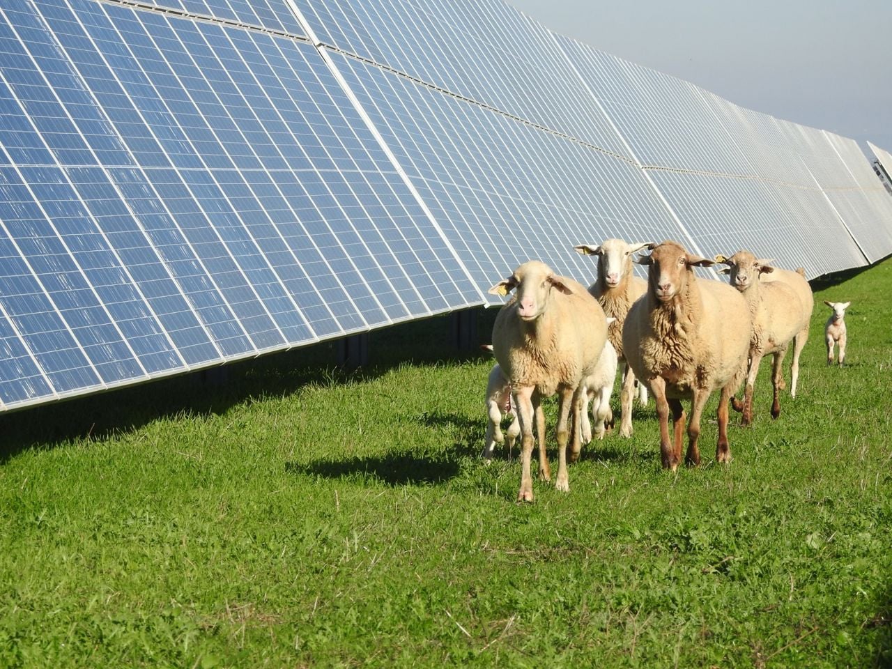 Ovejas en la planta solar Cabrera
