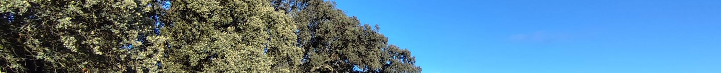 Apivoltaica en las plantas de Talayuela