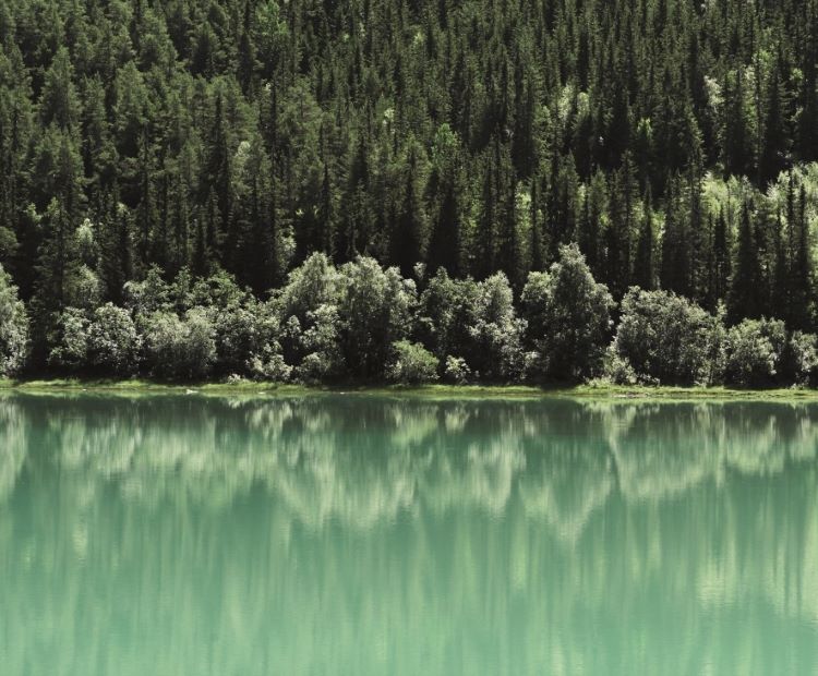 Green trees and water